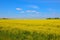 Boundless fields of Ukraine