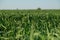 Boundless green wheat field sky