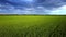 Boundless green wheat field under dark cloudy sky