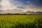 Boundless Rice Field against Hills under Blue Sky in Vietnam