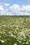 Boundless Russian expanses. Bright sunlight on the flowered camomile meadow.