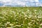 Boundless Russian expanses. Bright sunlight on the flowered camomile meadow.