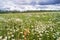 Boundless Russian expanses. Bright sunlight on the flowered camomile meadow.