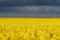 Boundless yellow field