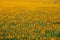 Boundless yellow field of sunflowers