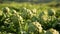 Bountiful artichoke harvest on a sun-kissed plantation in summer