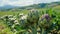 Bountiful artichoke harvest on a sun-kissed plantation in summer