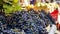 Bountiful Display: Allure of Black Grapes Unleashed at Market Stall in  Aspect Ratio