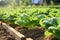 Bountiful fresh spinach harvest thriving on a advanced plantation