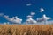 Bountiful golden wheat field with a blue sky of fluffy white clouds above