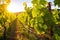 a bountiful grape vineyard in the sunlight