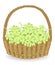 A bountiful harvest. In a beautiful wicker basket fresh grapes in a basket. The fruit is very tasty and vitamin. The berries are