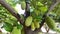 Bountiful harvest: close-up of ripe jackfruit on Indonesian tree. Slowmotion video