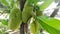 Bountiful Harvest: Close-Up of Ripe Jackfruit on Indonesian Tree. Slowmotion Video