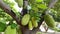 Bountiful harvest: close-up of ripe jackfruit on Indonesian tree. Slowmotion video