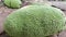 Bountiful harvest: close-up of ripe jackfruit on Indonesian Tree. Slowmotion Video