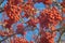 A bountiful harvest. In the foreground - large bunches of rowan berries.