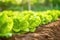 Bountiful harvest of fresh lettuce leaves