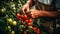 Bountiful Harvest: Gardener Collecting Ripe Red Tomatoes from Lush Green Bush, Celebrating Abundance