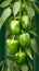 Bountiful harvest Green bell peppers hanging on a tree