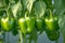 Bountiful harvest Green bell peppers hanging on a tree