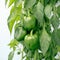 Bountiful harvest Green bell peppers hanging on a tree