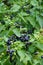 A bountiful harvest of nightshade. A lot of nightshade on a Bush branch.