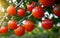 Bountiful Harvest Vibrant Tomatoes Straight from the Garden