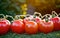 Bountiful Harvest Vibrant Tomatoes Straight from the Garden