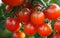 Bountiful Harvest Vibrant Tomatoes Straight from the Garden