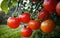 Bountiful Harvest Vibrant Tomatoes Straight from the Garden