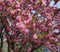 Bountiful pink cherry tree blossoms