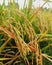 Bountiful rice fields for harvest