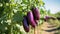 Bountiful and thriving eggplant harvest on a sun kissed summer day at an expansive open plantation.