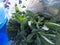 A Bounty of Green: Market Stall Showcasing Fresh Spinach Bunches