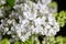 The bouqet of blooming white lilac