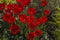 A bouque tulips. A gift to a woman\\\'s. Holiday or birthday panoramic background with tulip flowerbed, red, flower garden