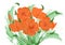 Bouquet of abstract flowers. California poppies, tulips. Vector flowers made with watercolor brush. Spring background