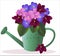 Bouquet of African violets potted in watering can with text garden vector illustration isolated. clip art in gradient for postcard