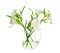 Bouquet of alstroemeria flowers in transparent vase isolated