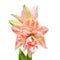 A bouquet of amaryllis orange flowers isolated on white background