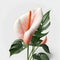 Bouquet of anthurium flamingo flower plant with leaves isolated on white background. 3D rendering