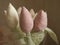 Bouquet of artificial plush tulips