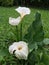 A bouquet of arum flowers in a park in the rain