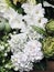 Bouquet of assorted white flowers - gladioli, hydrangeas, and green artichokes in a basket