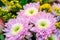 Bouquet of aster flowers