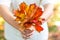 Bouquet of autumn leaves in woman hand