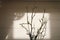 Bouquet of bare branches with unopened buds of an apple tree in a vase by white texture wall with shadows from window