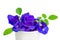 A bouquet of beautiful blue Butterfly pea and green leaf in a white paper cup, known as bluebell vine or Asian pigeon wings