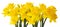 A bouquet of beautiful Daffodils Narcissus, Amaryllidaceae isolated on white background